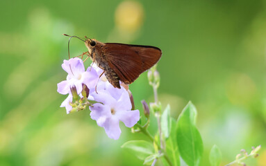An adult female Orange Palm-dart butterfly (Cephrenes augiades) sips nectar from a Duranta erecta flower in Noosa, Queensland, Australia.
