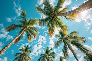 Palm trees tall sky