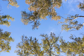 Arboles y cielo azul
