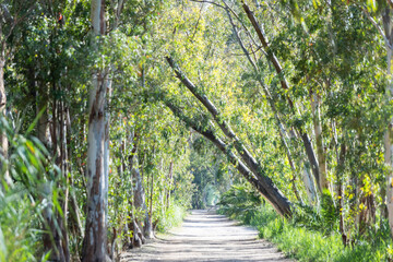 Camino en el parque con árboles