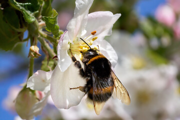 Dunkle Erdhummel (Bombus hortorum) Nahaufnahme an einer Apfelblüte - Baden-Württemberg, Deutschland 