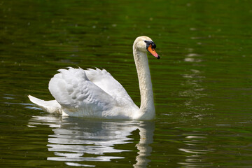 Höckerschwan (Cygnus olor) mit aufgestellten Flügeln schwimmt in grün schimmerndem Wasser -...