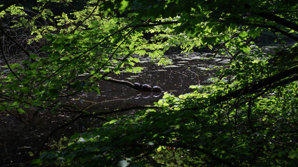 Fototapeta premium schildkröten am weiher in der sonne wild wildlebend 