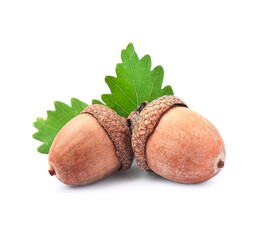 Acorn with leaves on white backgrounds