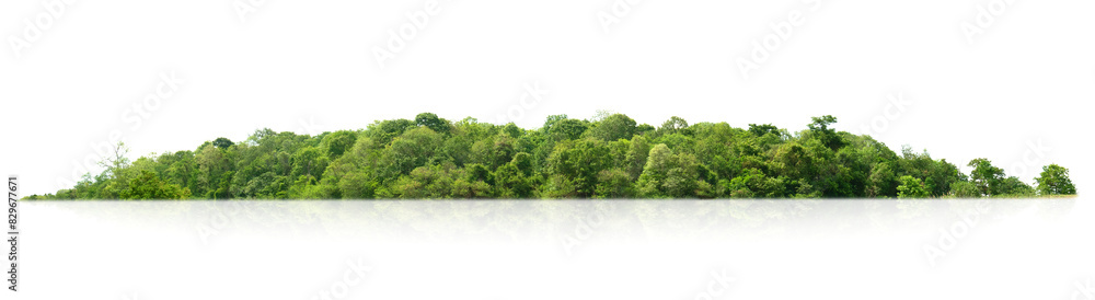 Canvas Prints lush green trees line isolate on white background