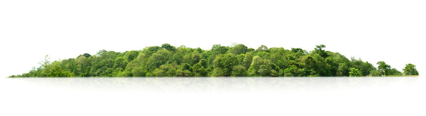 lush green trees line isolate on white background