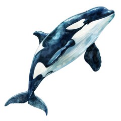 Ultra realistic watercolor style illustration of beautiful killer whale, high detailed, isolated on...