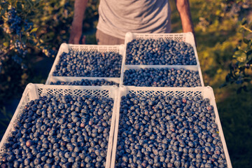 Farmer holding wheelbarrow filled with fresh blueberries on a farm.