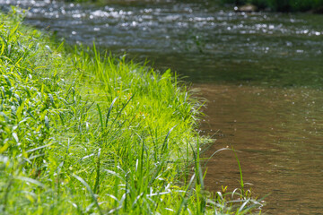 Selective focus background image of fresh foliage outdoor park background