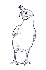 hand-drawn chicken vector illustration