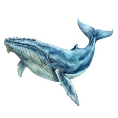 Fototapeta premium Ultra realistic watercolor style illustration of beautiful whale, high detailed, isolated on white