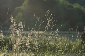 Selective focus background image of fresh foliage outdoor park background
