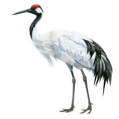 Obraz premium Ultra realistic watercolor style illustration of beautiful Japanese crane, high detailed, isolated on white