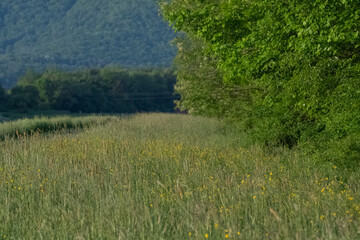 Summer green background copy space selective focus, lush foliage natural light, bokeh natural backgrounds