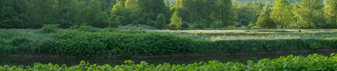 Panorama of green spring river, grass and water, background image, vivid lush foliage 