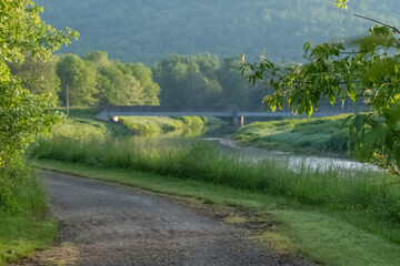 Selective focus background image of fresh foliage outdoor park background