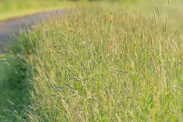 Summer green background copy space selective focus, lush foliage natural light, bokeh natural backgrounds