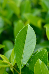Laurel cherry leaf