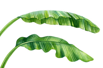 Banana palm leaves, watercolor illustrations tropical palm leaves isolated on white background branch green leaf clipart