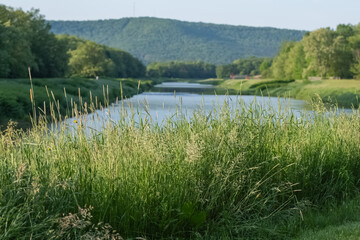 Selective focus background image of fresh foliage outdoor park background