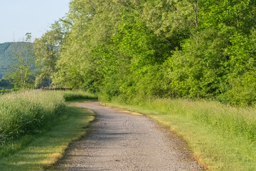 Selective focus background image of fresh foliage outdoor park background
