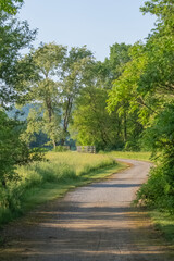Summer green background copy space selective focus, lush foliage natural light, bokeh natural backgrounds