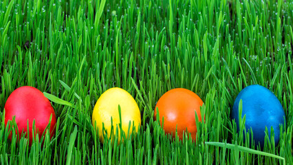 easter eggs in grass