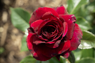 rose rot schön flora
