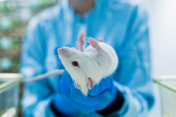 Production line pharmaceutical industry. Manufacturing of drugs and medications, pharmaceuticals. Technician, scientist works in a scientific laboratory. Mouse, rat, biotech, biotechnology 