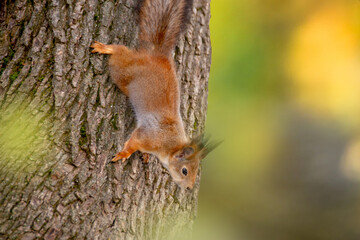 Close-up shot of the Red Squirrel