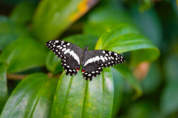 Citrus swallowtail is resting on the leaves. Papilio demodocus © Ji