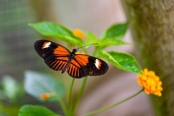 Postman butterfly is sucking nectar. Heliconius melpomene