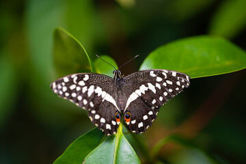 Citrus swallowtail is resting on the leaves. Papilio demodocus