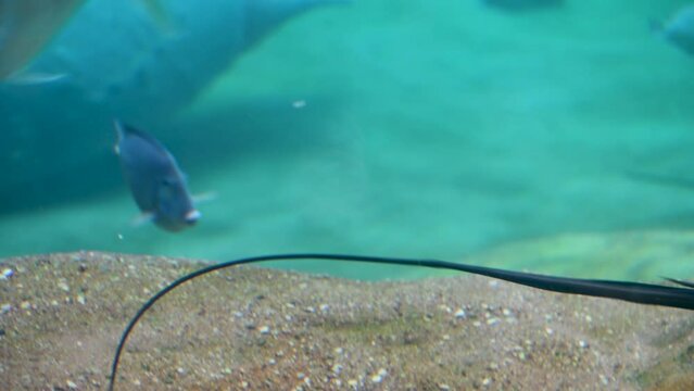 Stringray swimming by in zoo aquarium