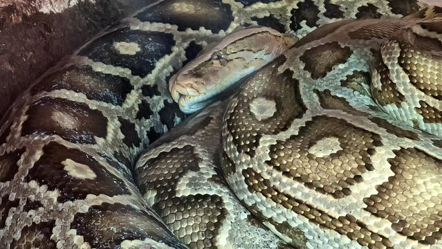 Giant python snake curled up and resting - isolated close up
