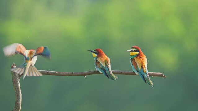 Colorful bee eater birds on a branch