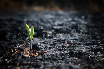 A seed of a green sprout grows in scorched soil. Idea of ecology, global heat, and revival