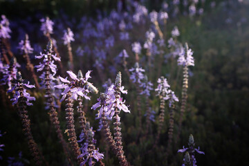 Lavender flowers blooming at spring time