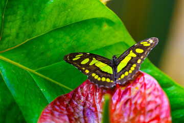 Malachite butterfly is resting on the blossom. Siproeta stelenes