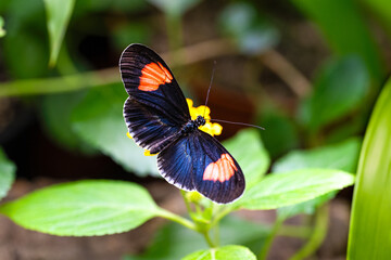 Postman butterfly is sucking nectar. Heliconius melpomene © Ji