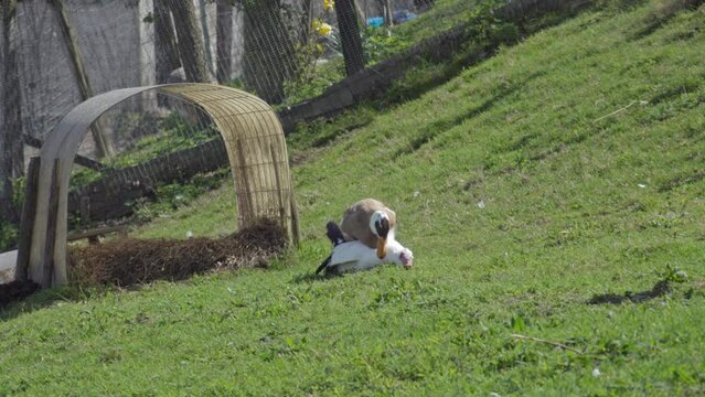 Two ducks mating on a field The male duck is rather aggressive during the time it takes to copulate (part 2 of 2)