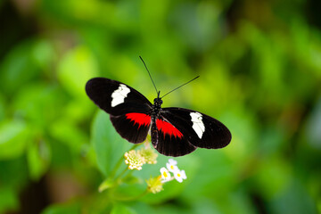 Postman butterfly is sucking nectar. Heliconius melpomene