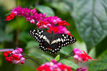 Citrus swallowtail is sucking nectar. Papilio demodocus