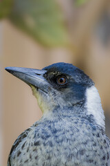 Profile picture of a juvenile Australian Magpie on a blurred background in Noosa, Queensland, Australia.