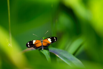 Postman butterfly is resting on the leaves. Heliconius melpomene