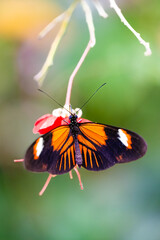 Postman butterfly is sucking nectar. Heliconius melpomene