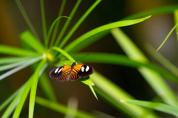 Postman butterfly is resting on the leaves. Heliconius melpomene