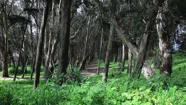 Andy Goldsworthy's Wood Line Wide Shot Low Angle with Grass in Foreground, Beautiful Woodland in the Heart of San Francisco, USA.
