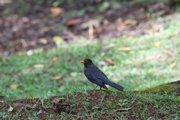 blackbird on the ground-The Indian blackbird (Turdus simillimus) is a member of the thrush family Turdidae. It was formerly considered a subspecies of the common blackbird