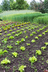 rural landscape. leaf lettuce in garden beds